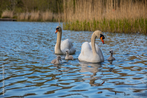 Fotomurale Mute swans with cygnets swimming in the pond