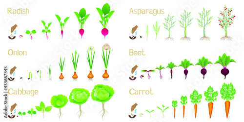 Set of cycles of growth of vegetables on a white background.