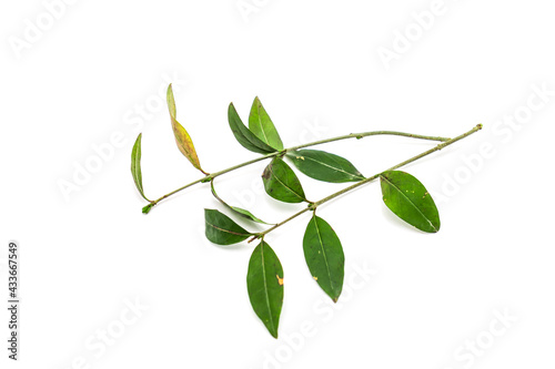 Old, overwintered leaves of ligustrum plant isolated on white background. photo