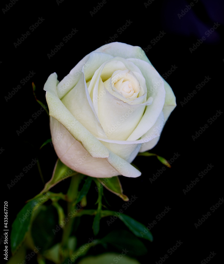 rose flower growing on black background rose flower growing on black background