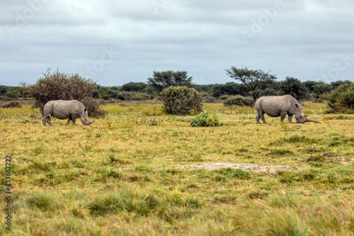 rhino grazing
