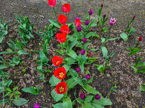 Colorful red tulips in the garden