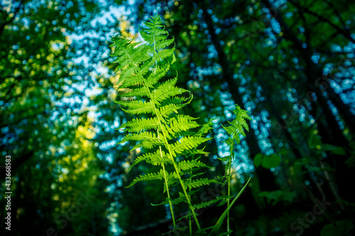 A beautiful fern leaves from below. Fern growing in the forest during summer. Woodlands vegetation in Northern Europe.