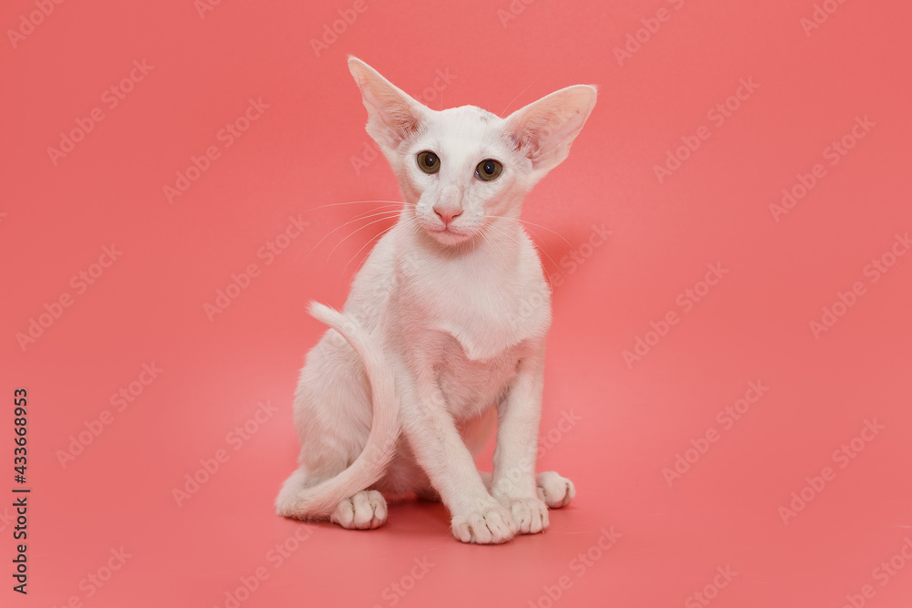 Small oriental kitten of white color