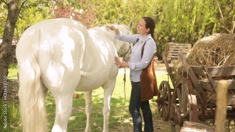A young beautiful woman combs the horse's hair. A ponytail and a mane