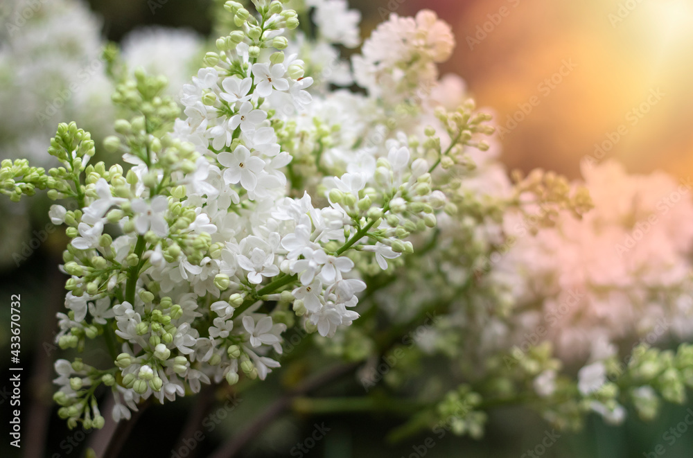lilac white flower in the garden in spring lilac white flower in the garden in spring