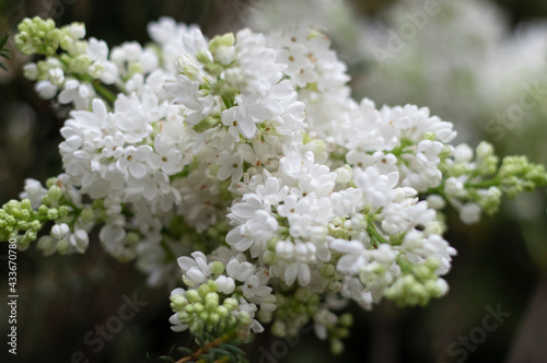 lilac white flower in the garden in spring