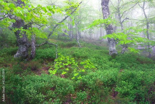 Scenic view of lush green meadow in forest on foggy day photo