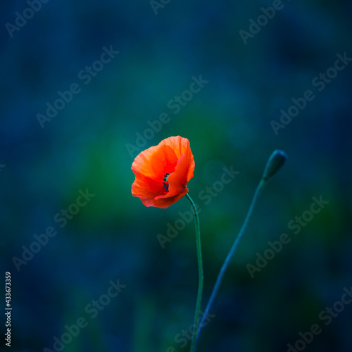 A single red poppy flower blooming in the summer field. Red flower in the meadow of Northern Europe.