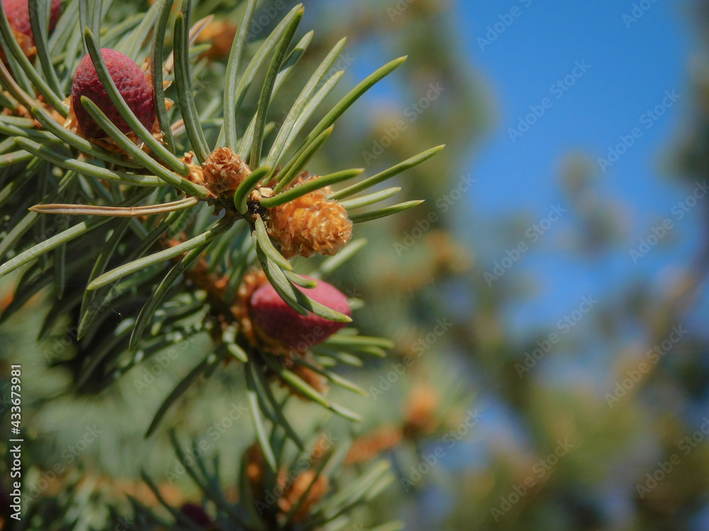 close up of pine cones close up of pine cones