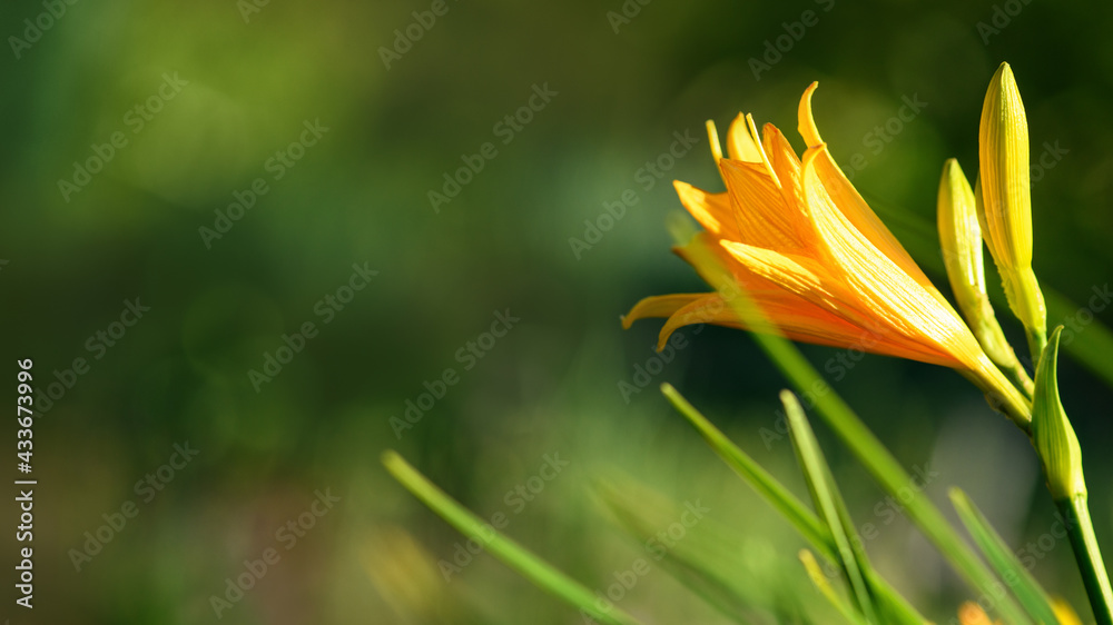 Obraz premium Yellow lily flower in the garden. Spring and summer background