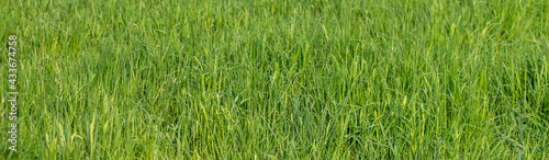background of green grass field	
