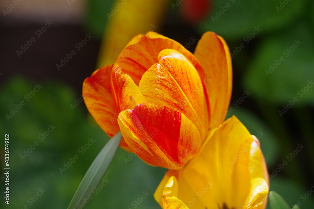 Naklejka premium Tulpe