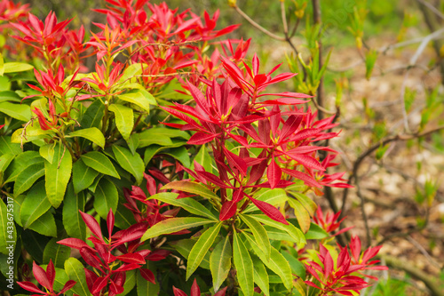 Canvastavla Fresh new bright red spring growth of Pieris japonica, also known as Flame of th