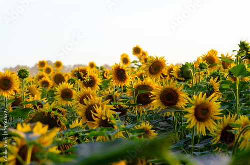 Agricultural sunflower field on bright summer sultry day, agriculture concept