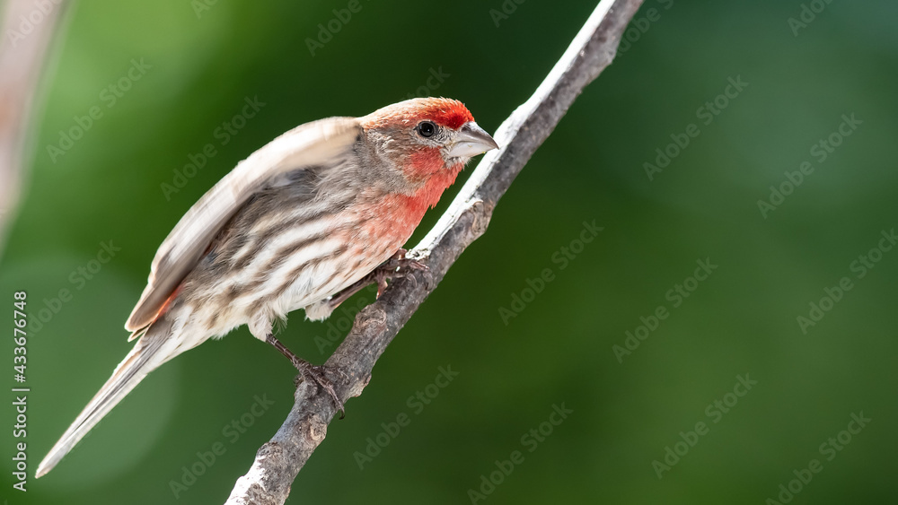 House Finch Resting on the Branch of a Tree House Finch Resting on the Branch of a Tree