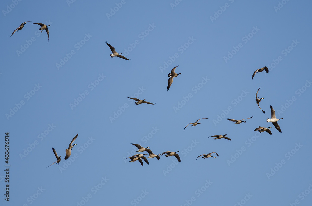 Whiffling Flock of Canada Geese Coming in for Landing in a Blue Sky Whiffling Flock of Canada Geese Coming in for Landing in a Blue Sky