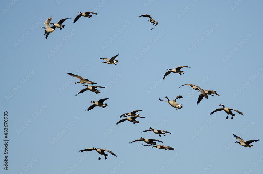 Fototapeta premium Whiffling Flock of Canada Geese Coming in for Landing in a Blue Sky