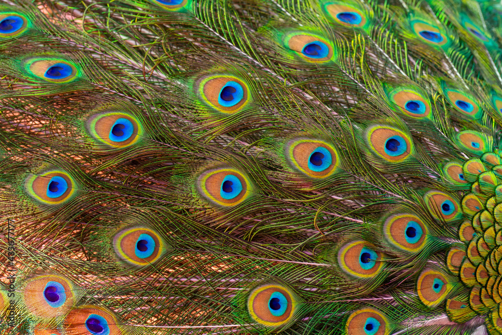 Obraz premium Beautiful bright peacock with a loose tail. Pets on the farm in summer.