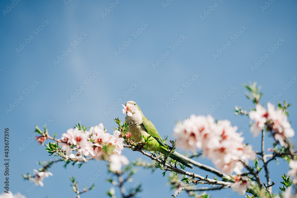 Low angle of green bird perching on cherry tree branch with blooming flowers in garden Low angle of green bird perching on cherry tree branch with blooming flowers in garden