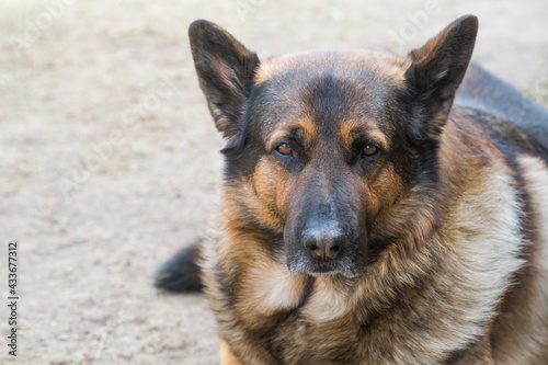Portrait of a German shepherd in close-up. Beautiful, intelligent, loyal and fearless dog. Used as a bodyguard, watchman and guard.Close-up portrait.