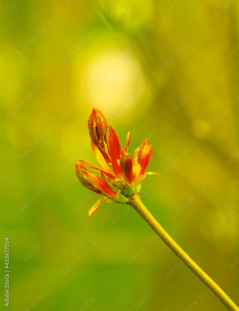 Fototapeta premium Young Sprouts of Forest Plants. Spring State of Nature. Minimalistic Natural Background.