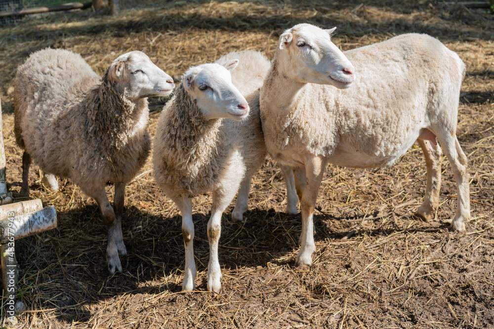 Sheep in the corral. Sheep pets on the farm. Sheep in the corral. Sheep pets on the farm.