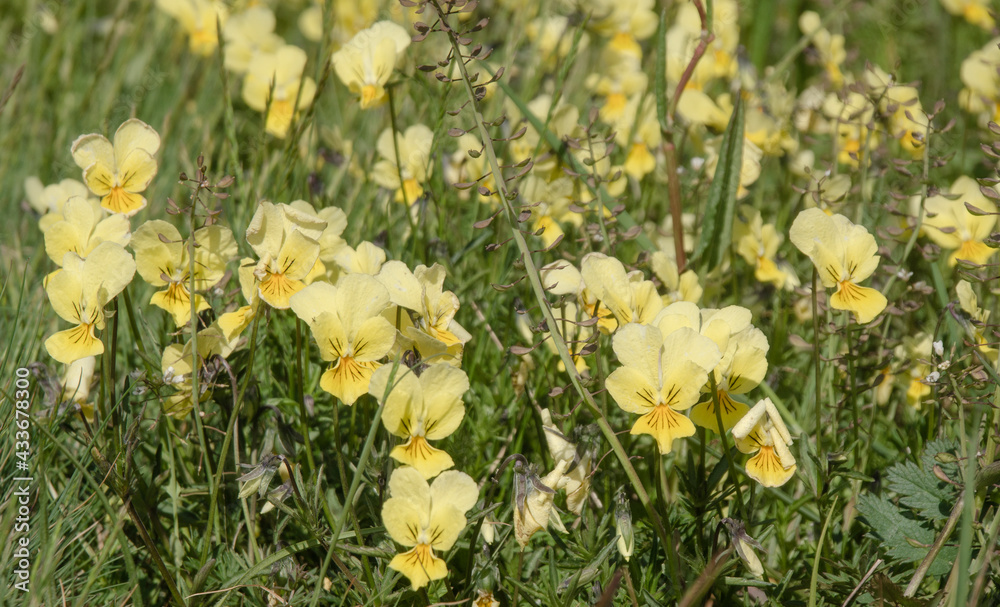 Galmeiveilchen ist ein Trivialname folgender Pflanzenarten. Gelbes Galmei-Veilchen (Viola calaminaria); Galmeiveilchen ist ein Trivialname folgender Pflanzenarten. Gelbes Galmei-Veilchen (Viola calaminaria);