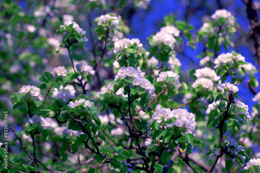 Blooming Apple Tree. Flowers on Tree Branches. Spring or Summer Natural Background. Blooming Apple Tree. Flowers on Tree Branches. Spring or Summer Natural Background.
