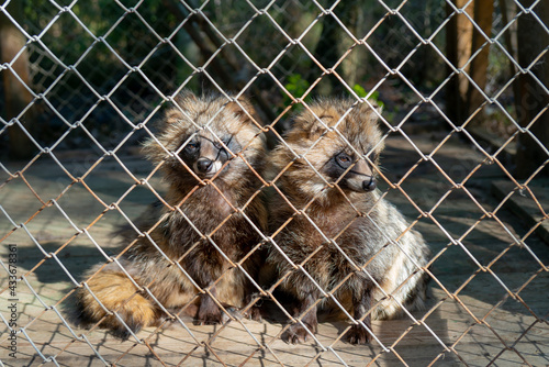 Raccoons in a cage. Animals in the zoo. Keeping wild animals in captivity.