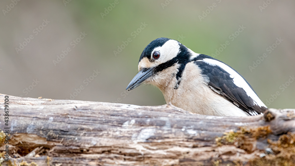 bird, natur, wild lebende tiere, tier, wild, specht, ast, weiß, blau bird, natur, wild lebende tiere, tier, wild, specht, ast, weiß, blau