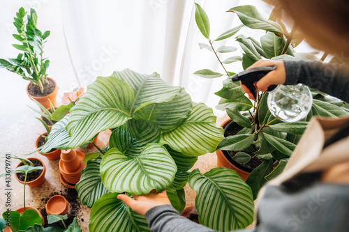 Crop unrecognizable young female gardener in casual clothes and apron spraying water on big fresh leaves of exotic prayer plant during work in flower shop photo