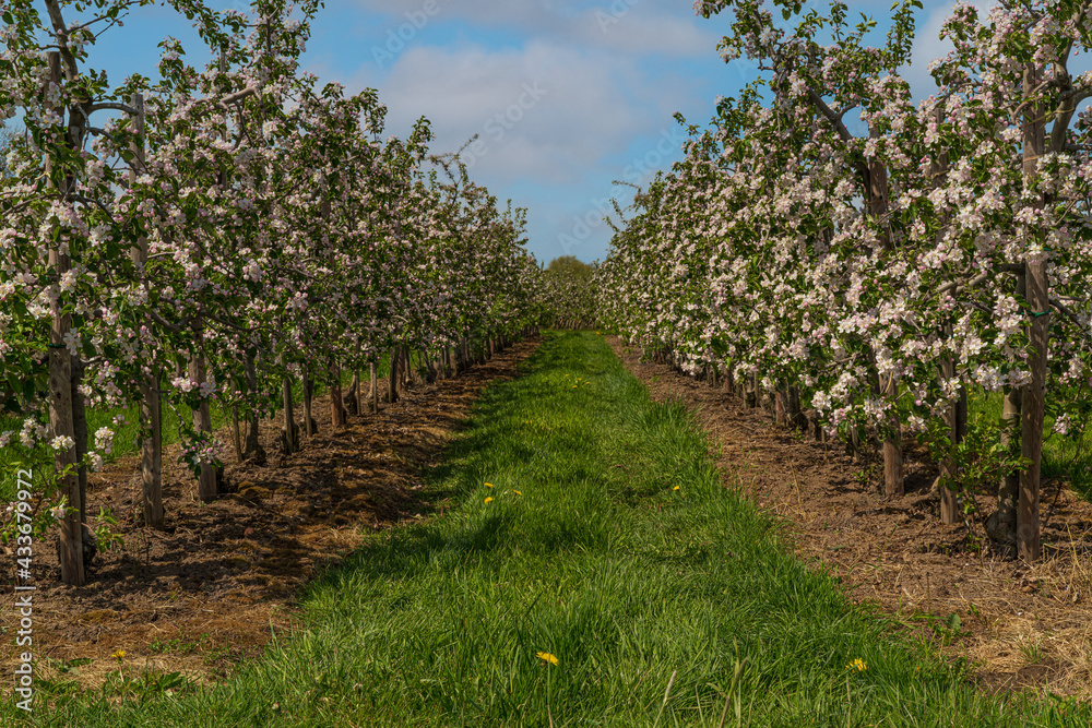 Rows with blooming apple trees  in springtime in farm. landscape photo of apple orchard.Sunny day in countryside.
