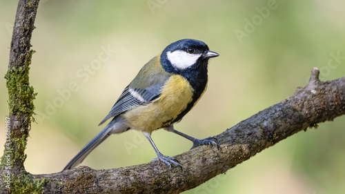 bird, natur, wild lebende tiere, ast, tier, kohlmeise, blau, wild, gelb,