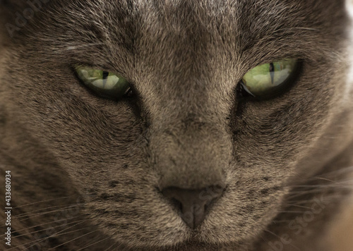 Closeup shot of the muzzle of a dark gray cat with green eye photo