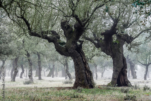 Ancient holm oak forest (Quercus ilex) in a foggy day with centenary old trees, Zamora, Spain. photo