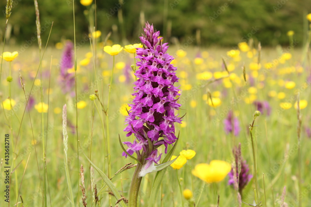 Fototapeta premium a beautiful purple wild marsh orchid in a low yield pasture with yellow buttercups and rattles in a nature reserve in zeeland, the netherlands in springtime