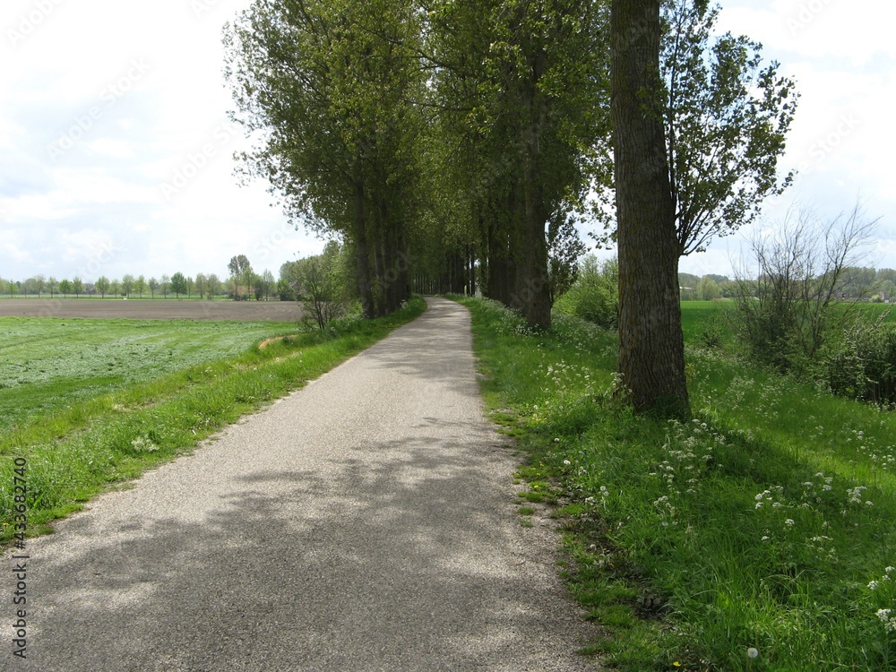 a winding road with long popular trees and a green verge with cow parsley in the countryside in zeeland, the netherlands in springtime