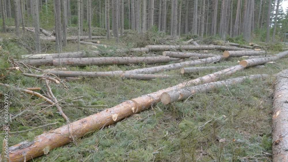 The fallen logs of the spruce tree in the forest to be transported The fallen logs of the spruce tree in the forest to be transported