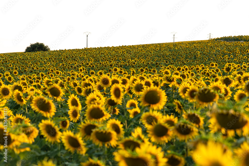 Picturesque landscape of vast agricultural field with blooming yellow sunflowers in summer countryside