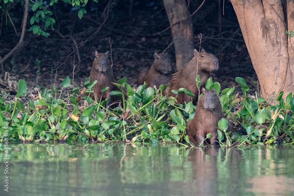 The capybara (Hydrochoerus hydrochaeris) The capybara (Hydrochoerus hydrochaeris)