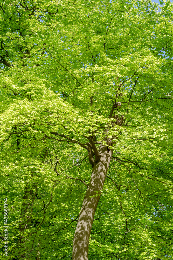 Fototapeta premium Trees with live green leaves.