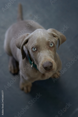 Weimaraner