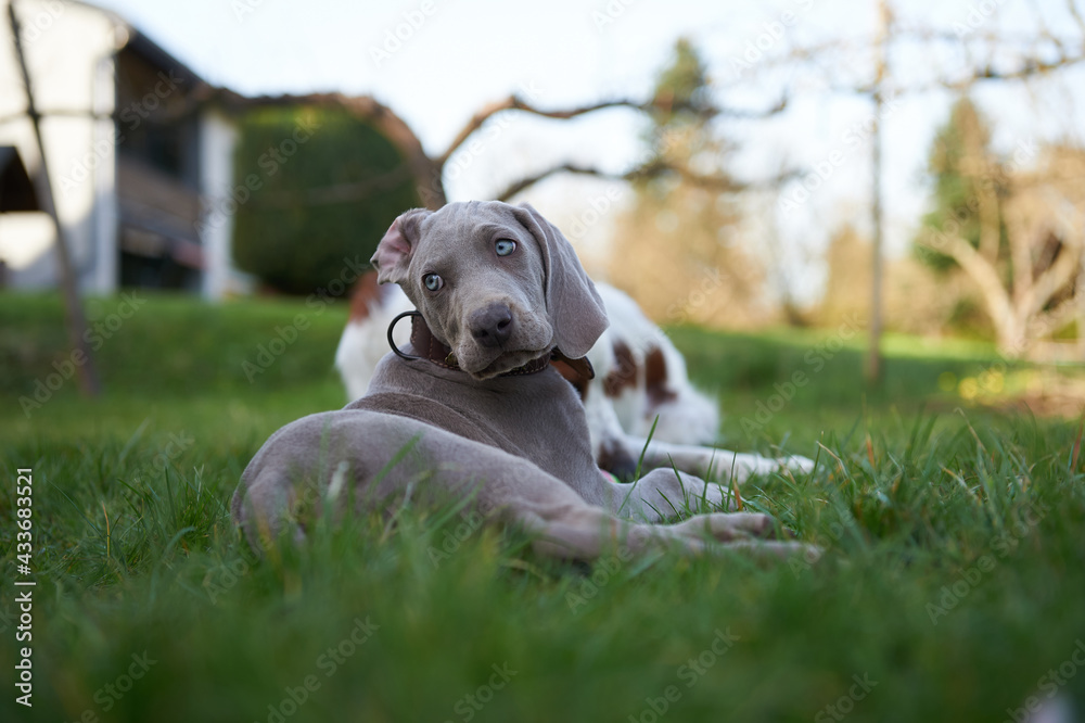 Weimaraner