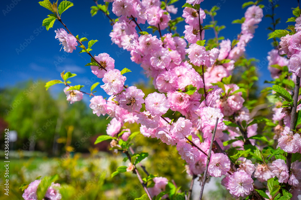 Blossoming flowering almond tree in the summer garden Blossoming flowering almond tree in the summer garden