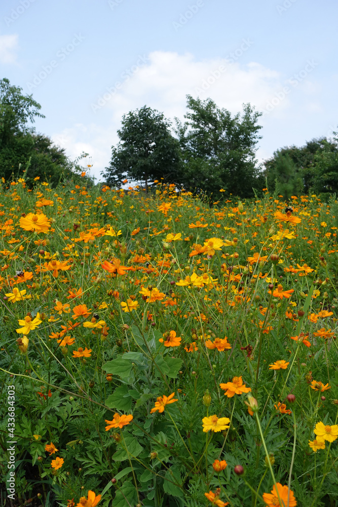 Small Orange and Yellow Wildflowers Poking Up from a Field of Green in Raleigh, North Carolina Small Orange and Yellow Wildflowers Poking Up from a Field of Green in Raleigh, North Carolina