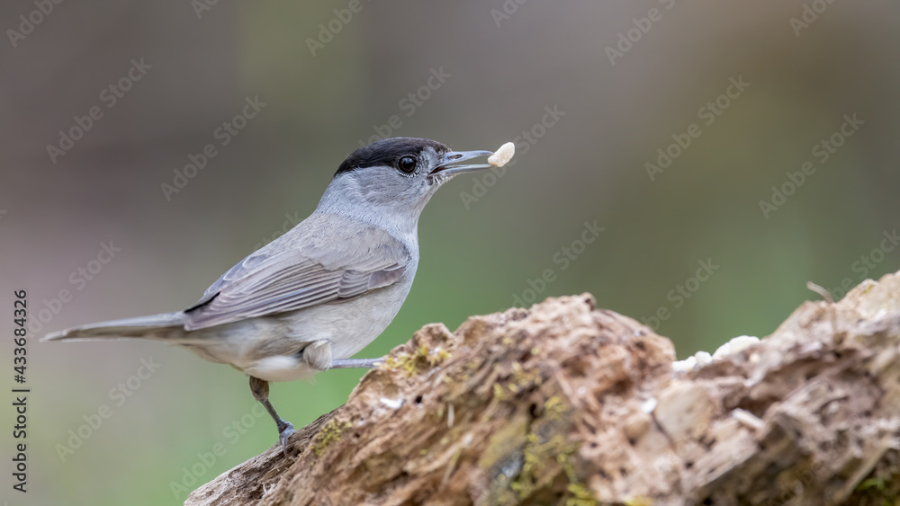 Naklejka premium bird, natur, wild lebende tiere, tier, wild, bachstelze, schnabel, weiß, feather, bird, 