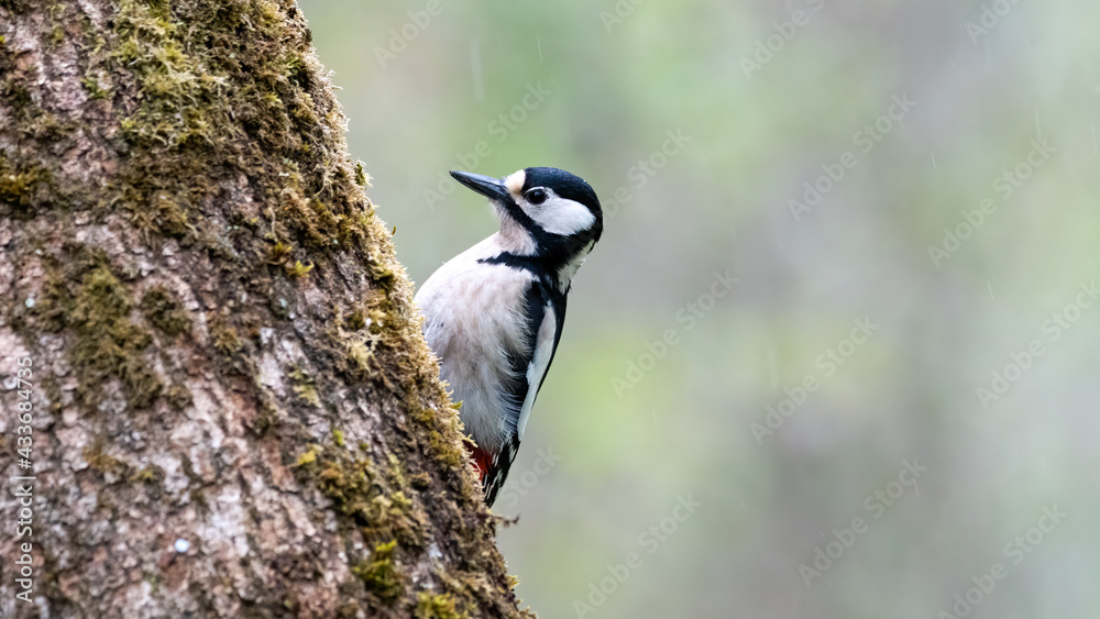 bird, natur, wild lebende tiere, tier, specht bird, natur, wild lebende tiere, tier, specht