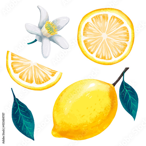 juicy illustration of lemon in vector, lemon leaf and lemon flower, lemon slice, lemon cut, modern design
