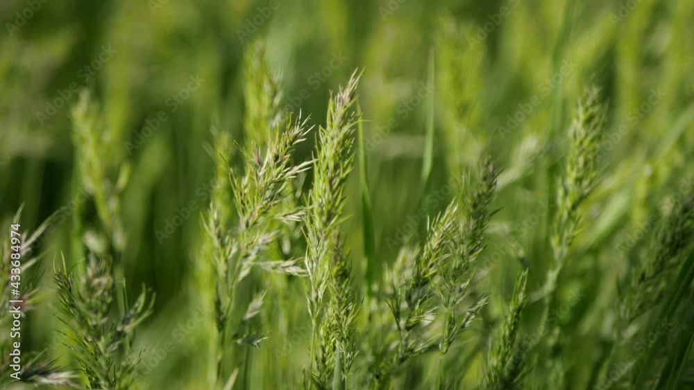 Close up green grass blowing by wind. Countryside meadow 4k video. Nature details Close up green grass blowing by wind. Countryside meadow 4k video. Nature details